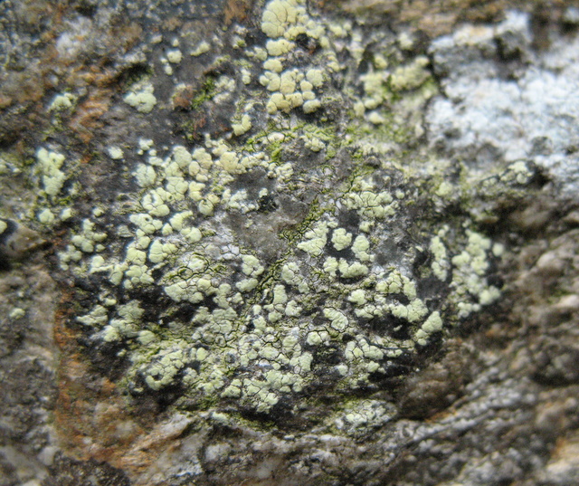 Una Riserva forestiera pi� settentrionale